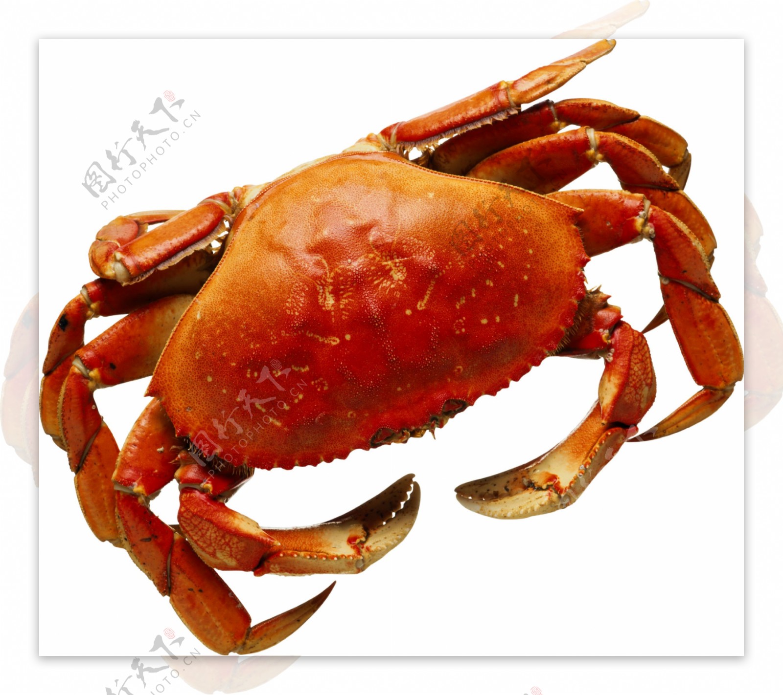 红褐色大螃蟹图片免抠png透明图层素材