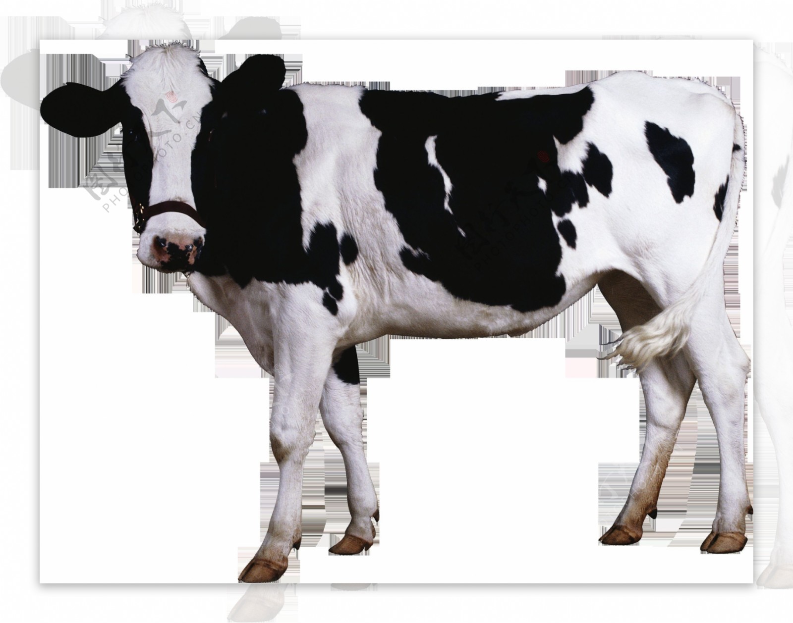 黑白图案奶牛图片免抠png透明图层素材