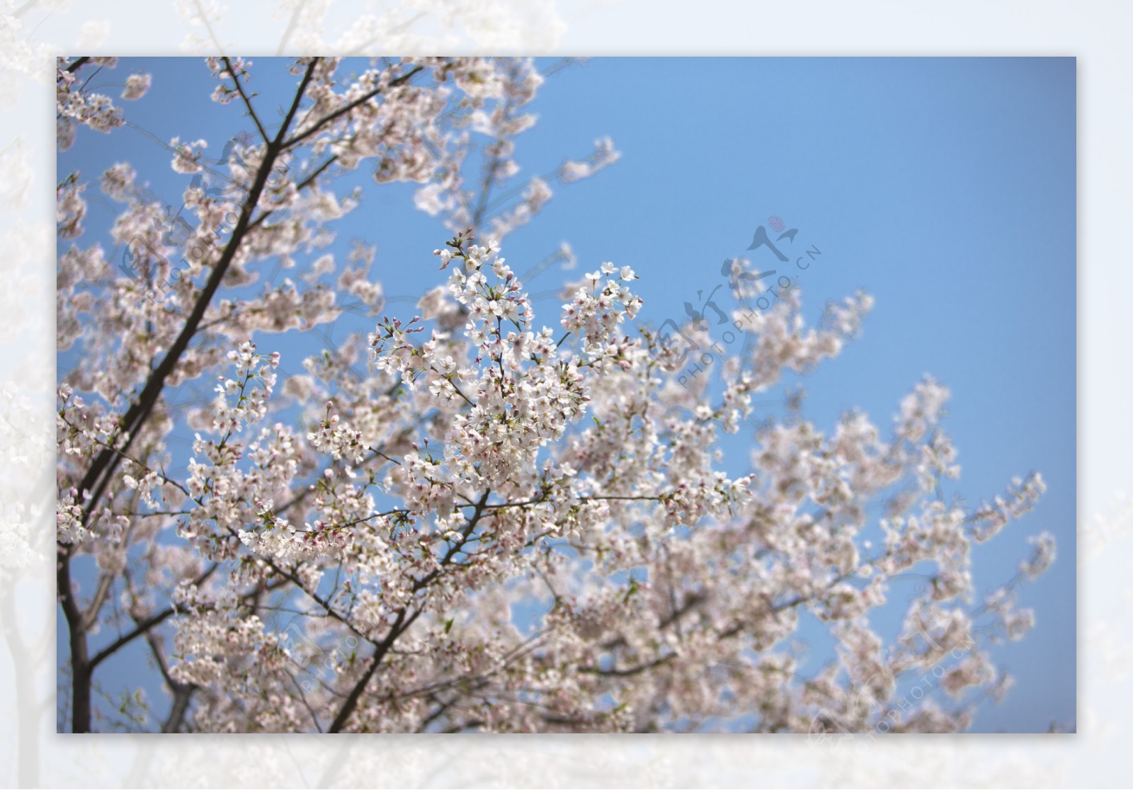 蓝天下的樱花树花枝图片图片