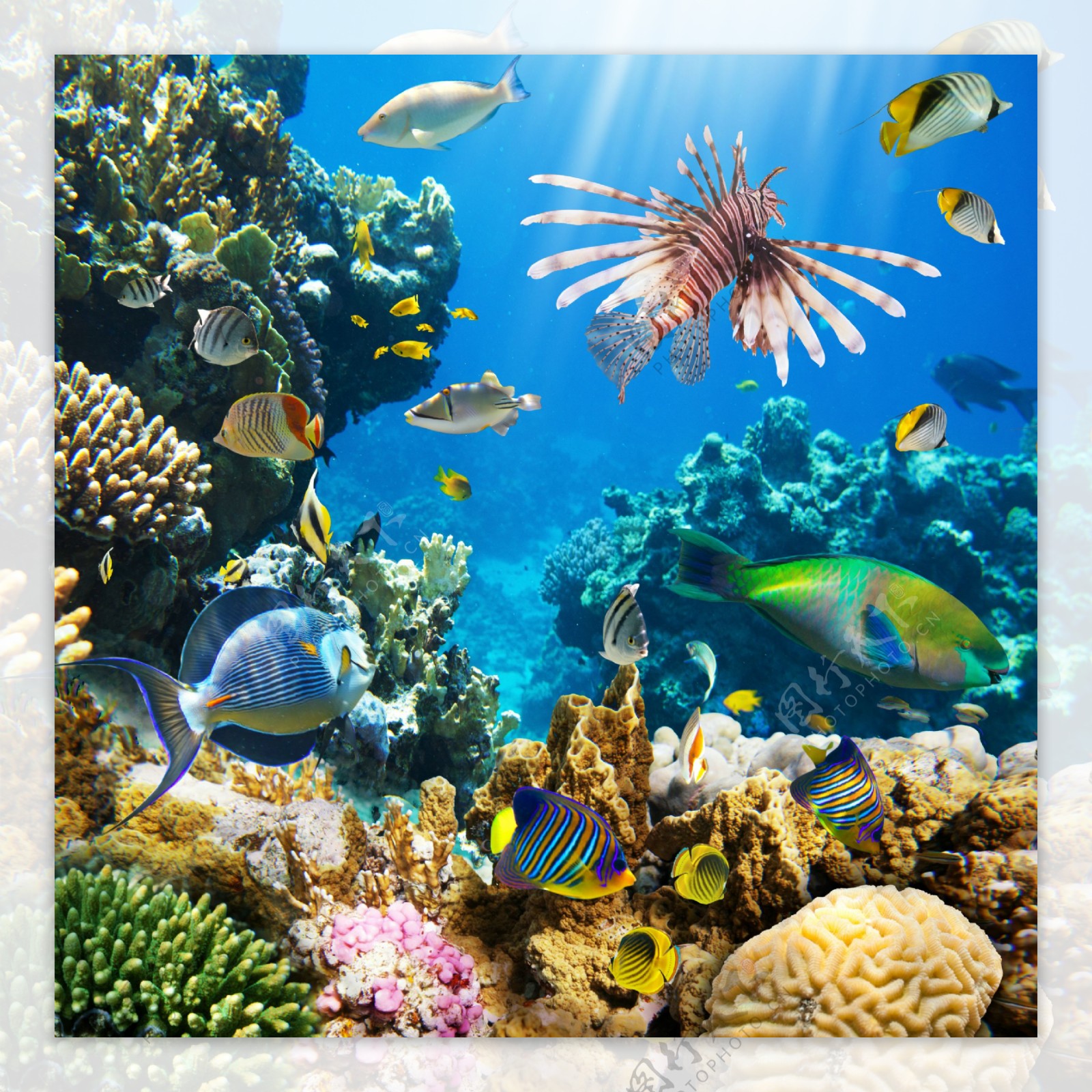 海底珊瑚与可爱鱼群图片
