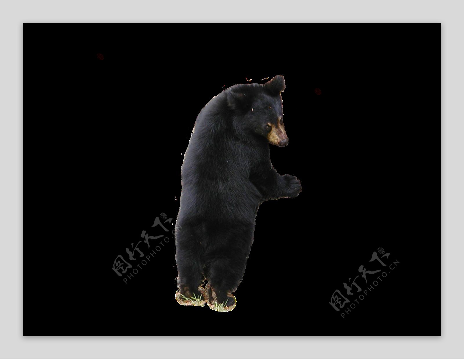站立的大黑熊图片免抠png透明图层素材