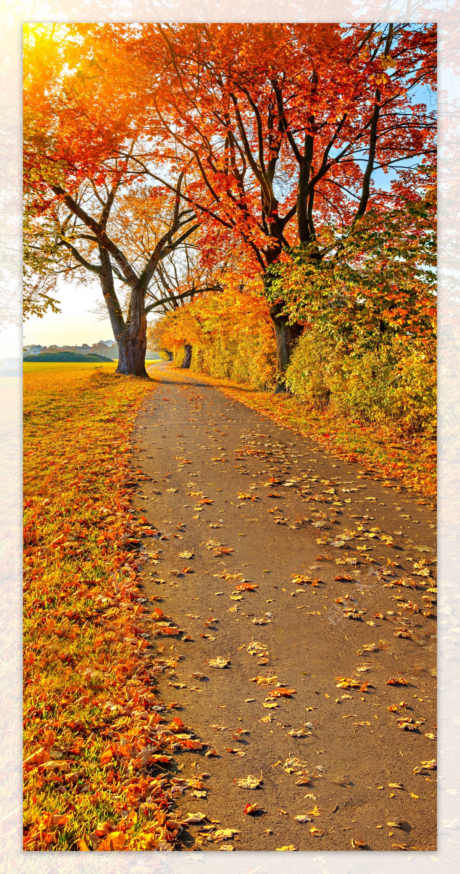 在路旁的树木落叶影楼摄影背景图片