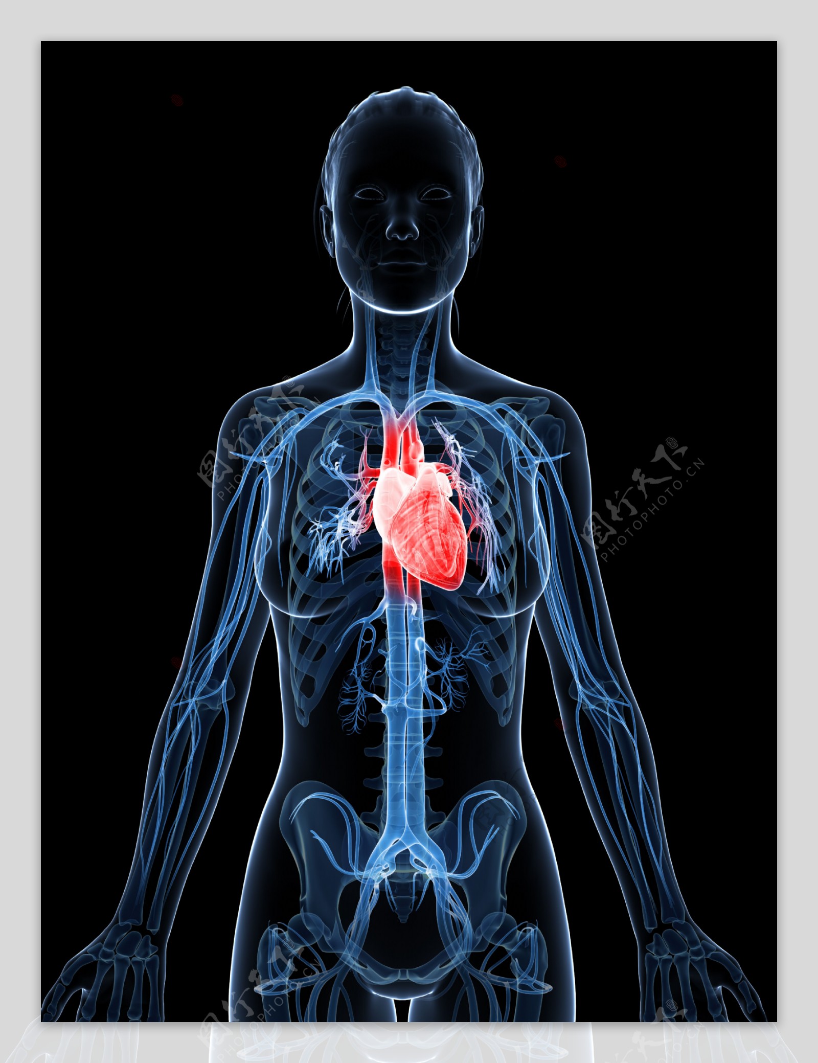女性心脏器官图片