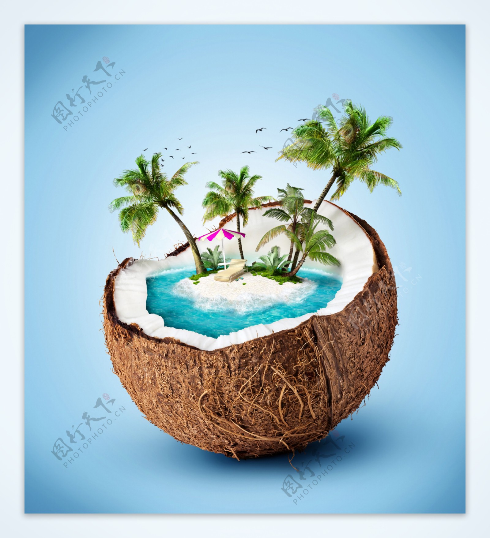 椰壳里的椰子树图片