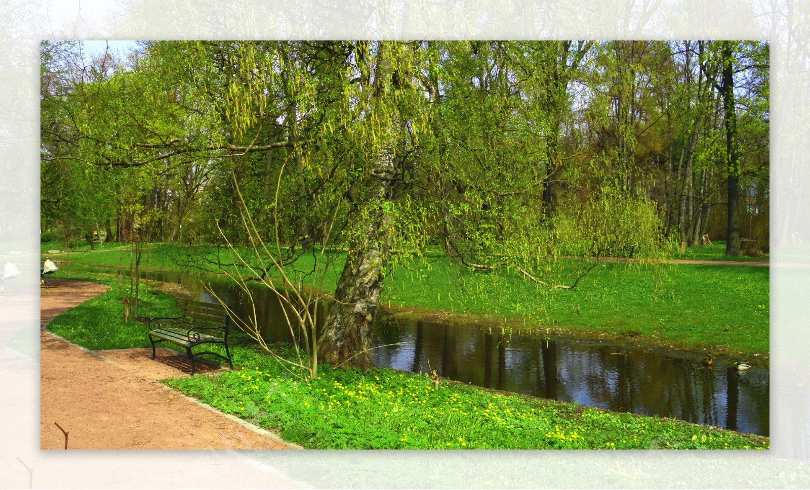 小溪旁的绿色草地与树木图片