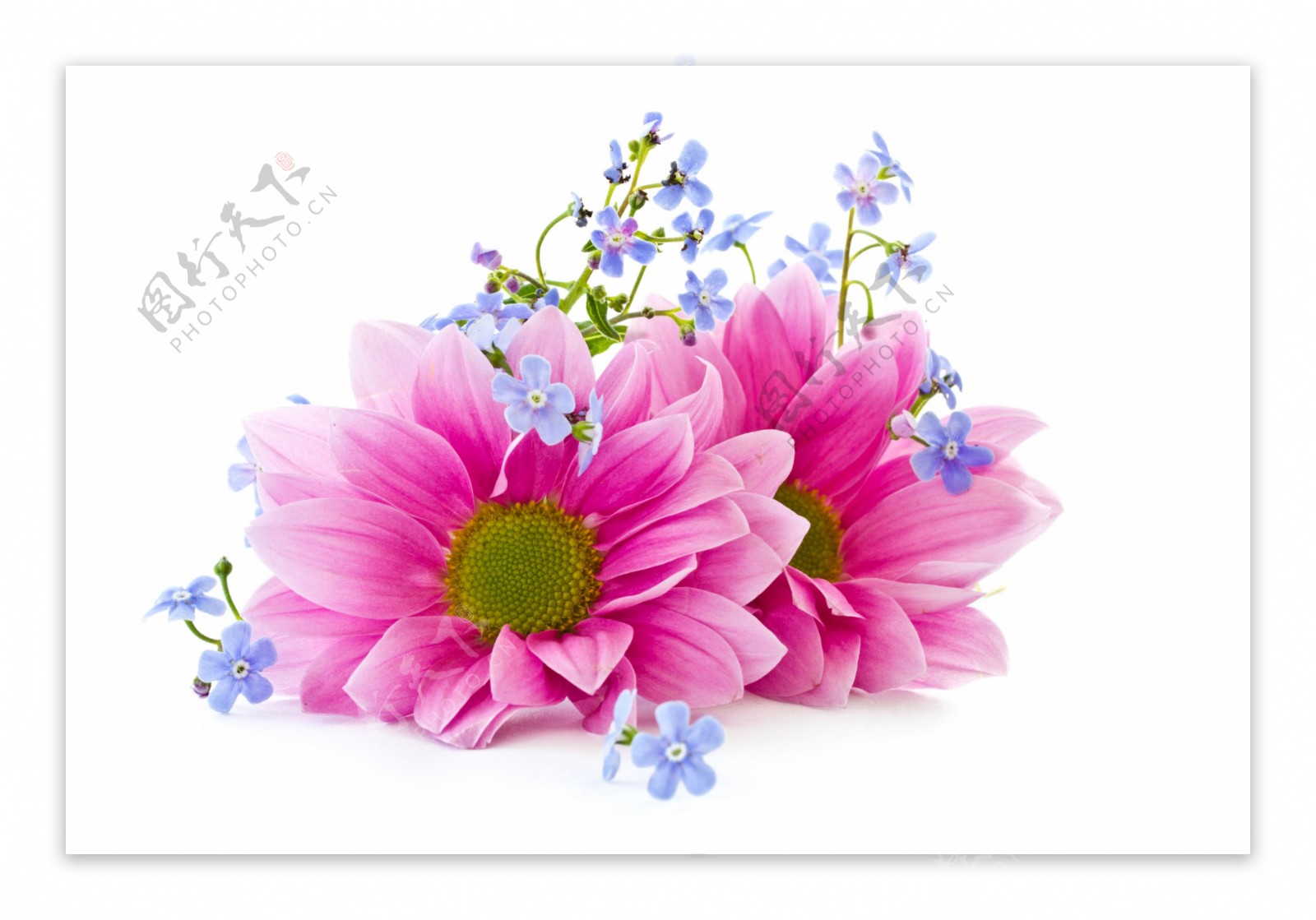 粉红色花朵与紫色小花图片