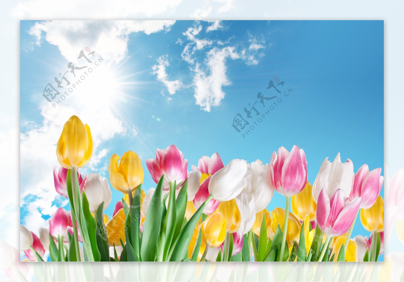 蓝天白云下的郁金香花朵图片