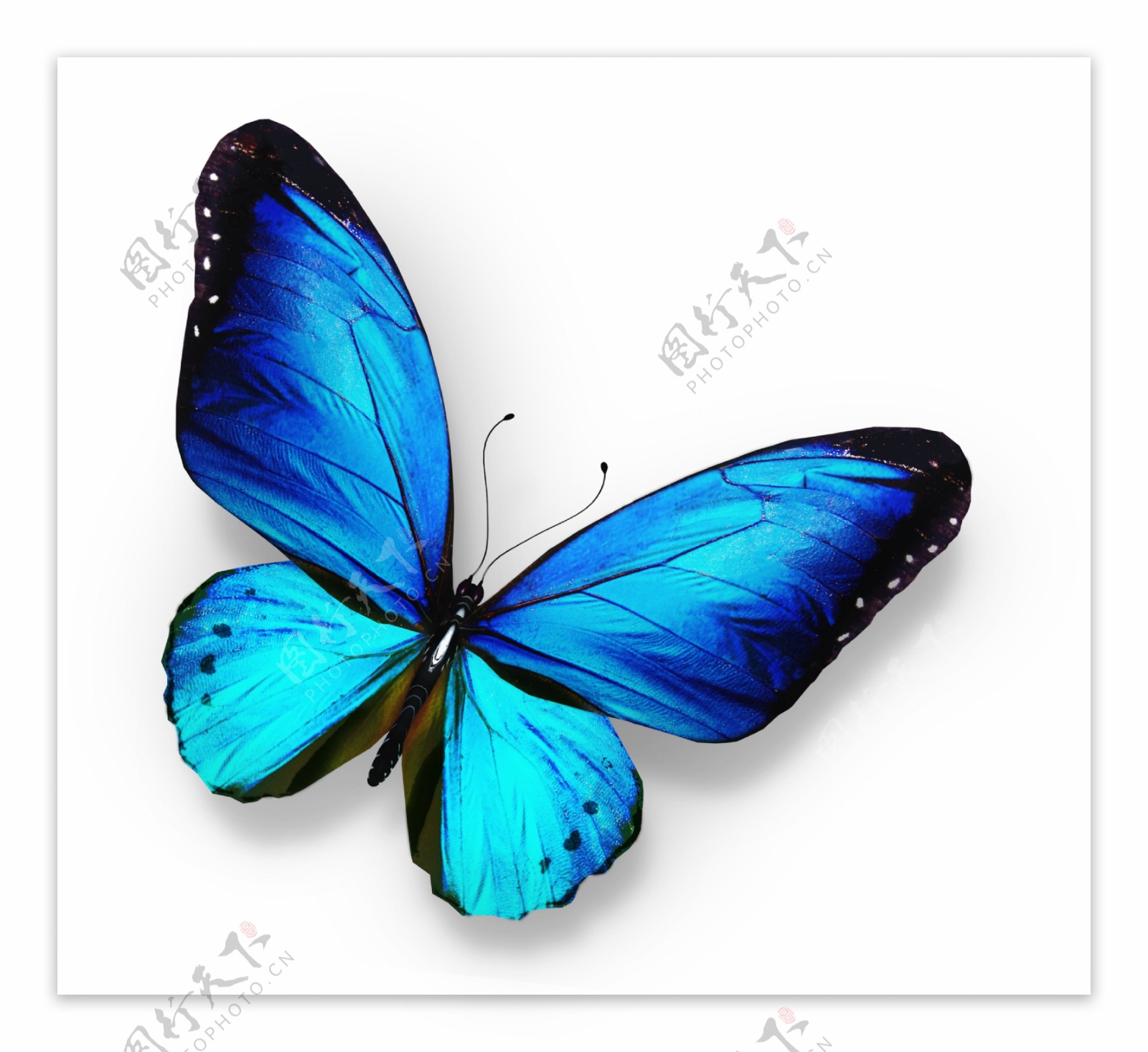 漂亮蓝色蝴蝶图片