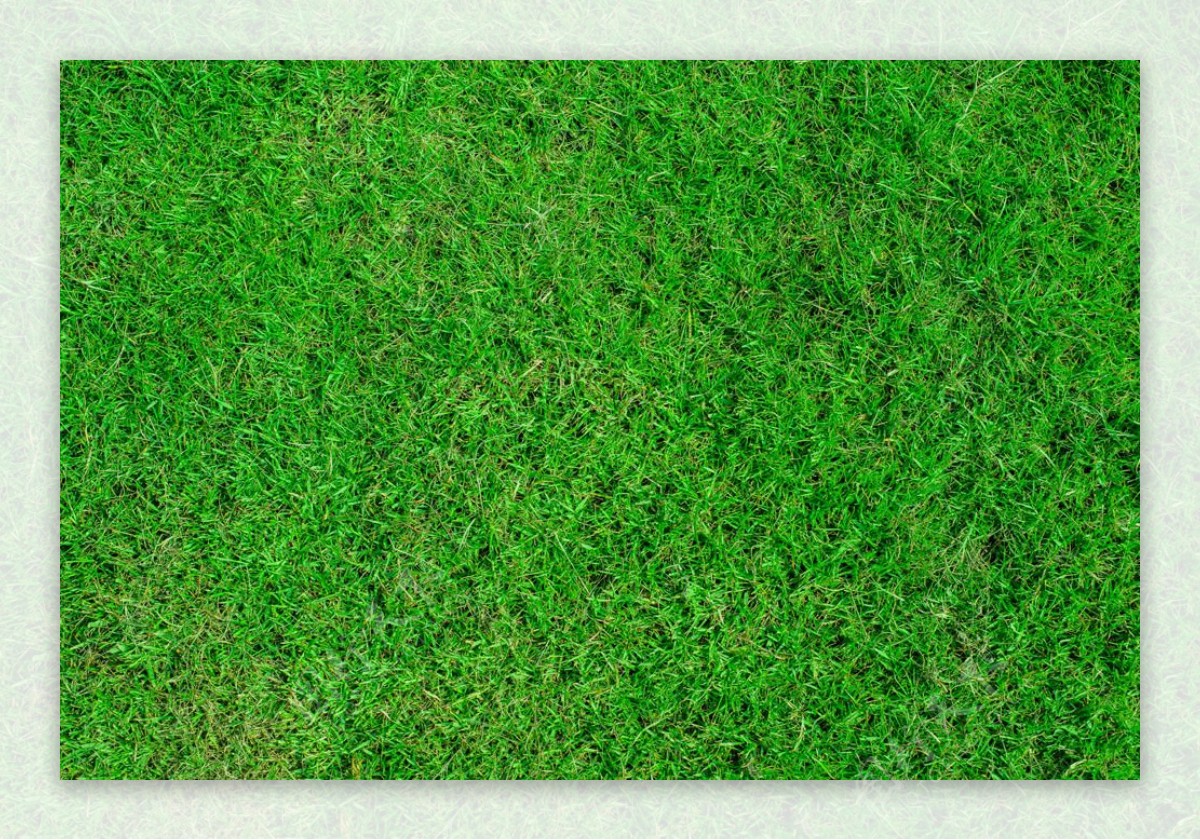 地上的草坪图片