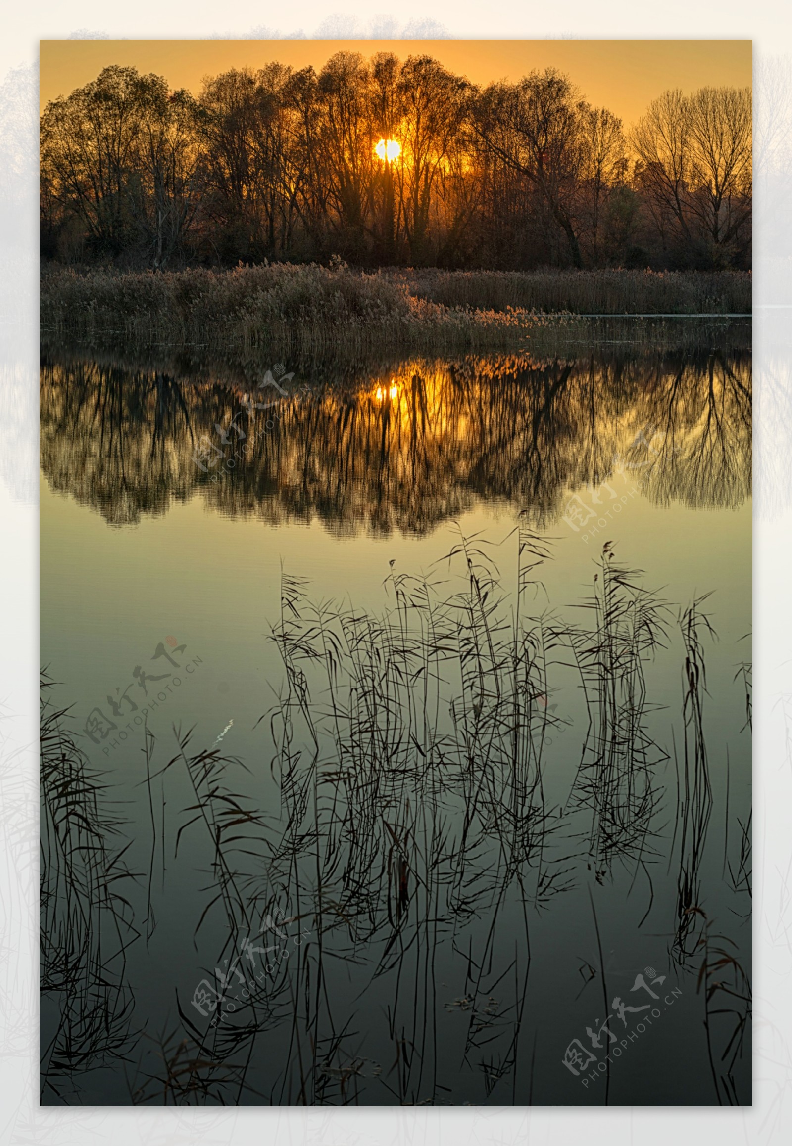 夕阳下的湖水与野草图片