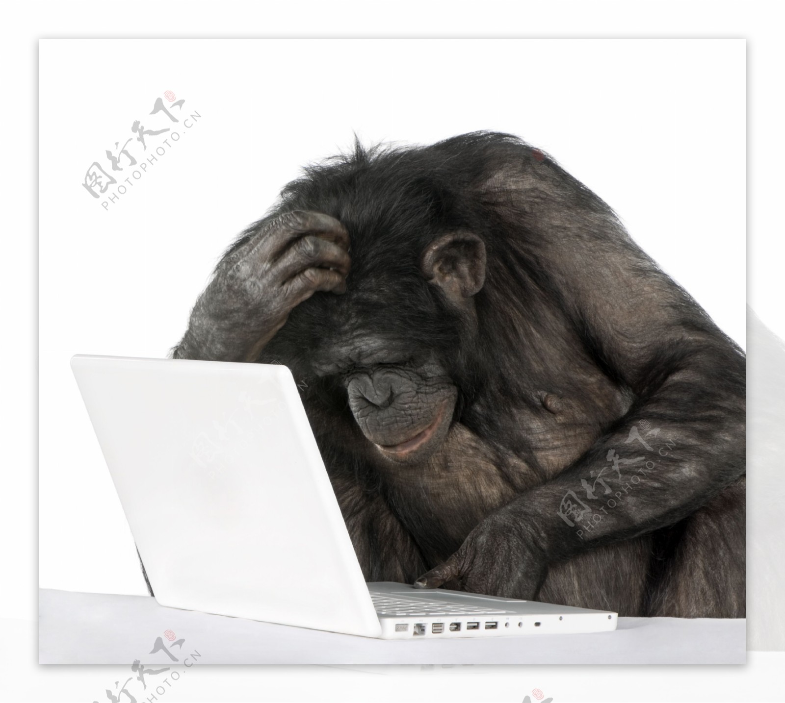 玩电脑的猩猩图片