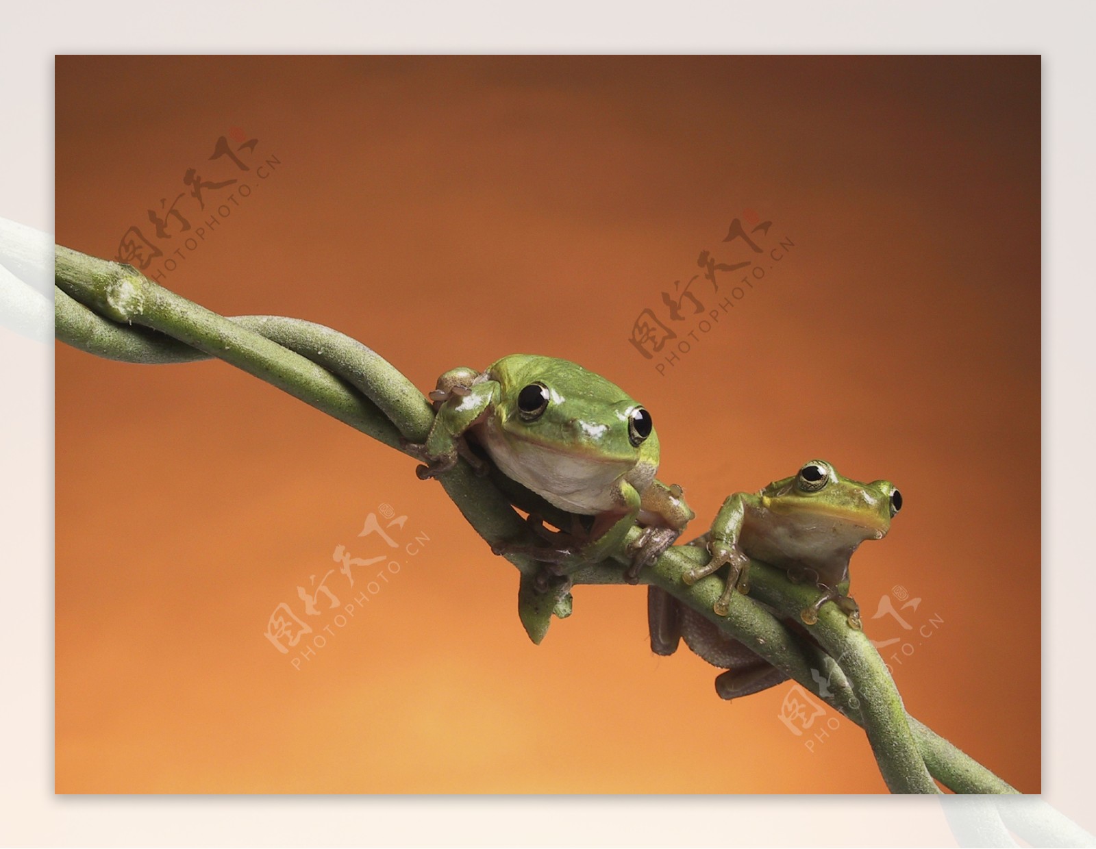 趴在树枝上的两只小青蛙图片