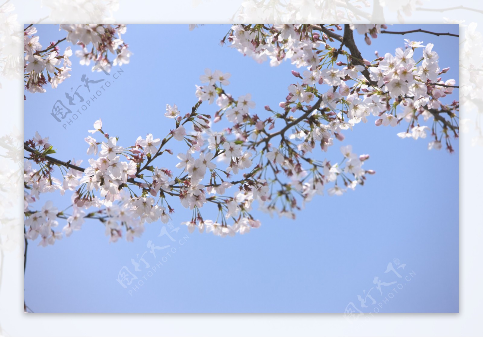 蓝天下的樱花树枝图片