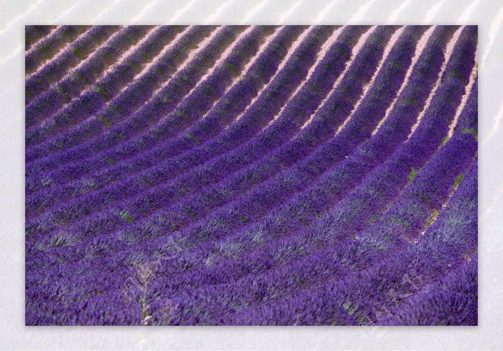 海浪状的蓝紫色薰衣草花田图片图片