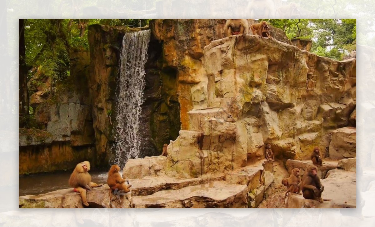 山间瀑布猴子视频素材