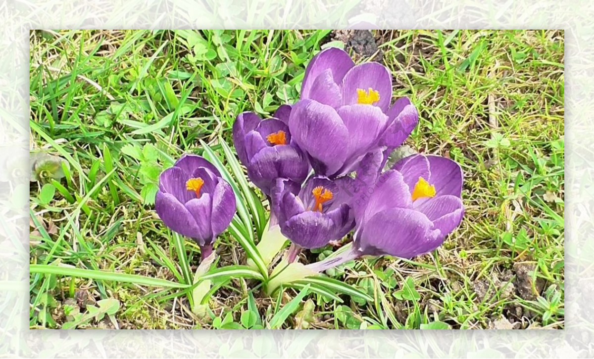 紫色花朵草地视频
