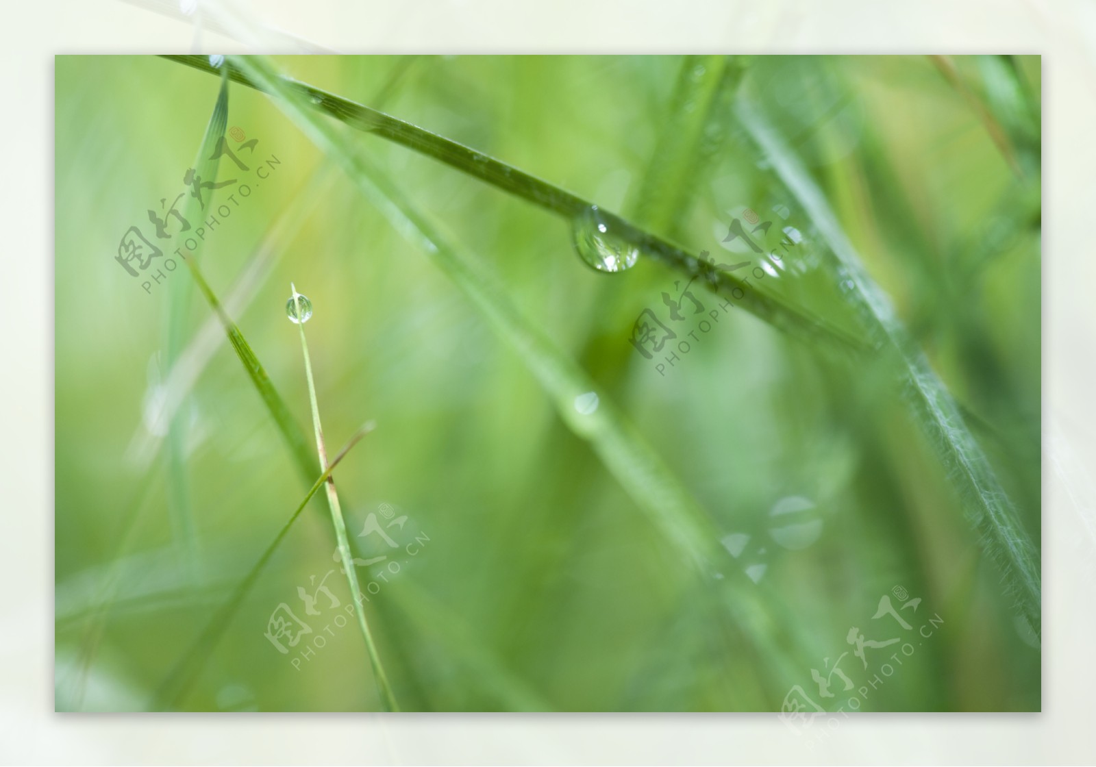 草上的水滴摄影素材图片