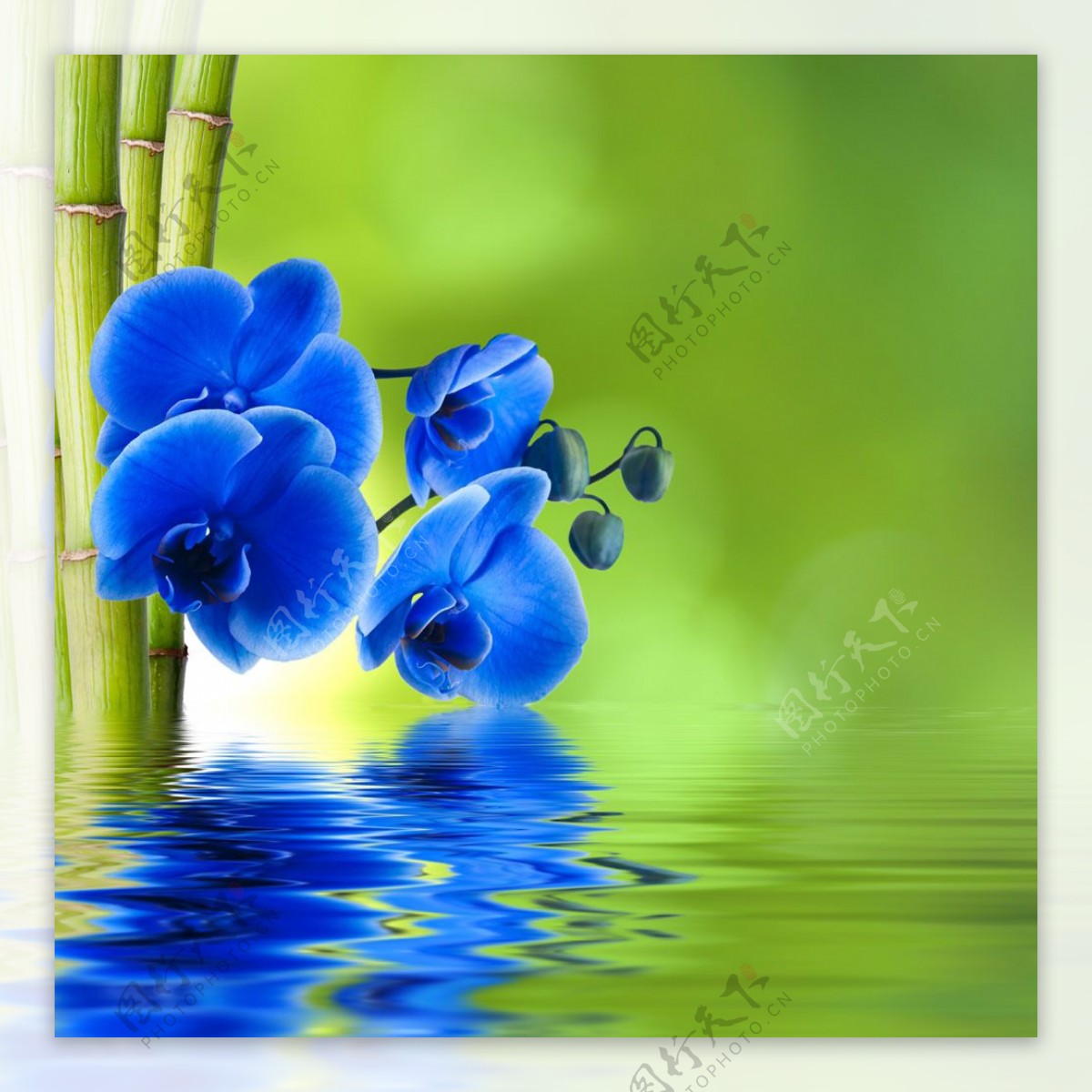 富贵竹与蓝色花朵图片
