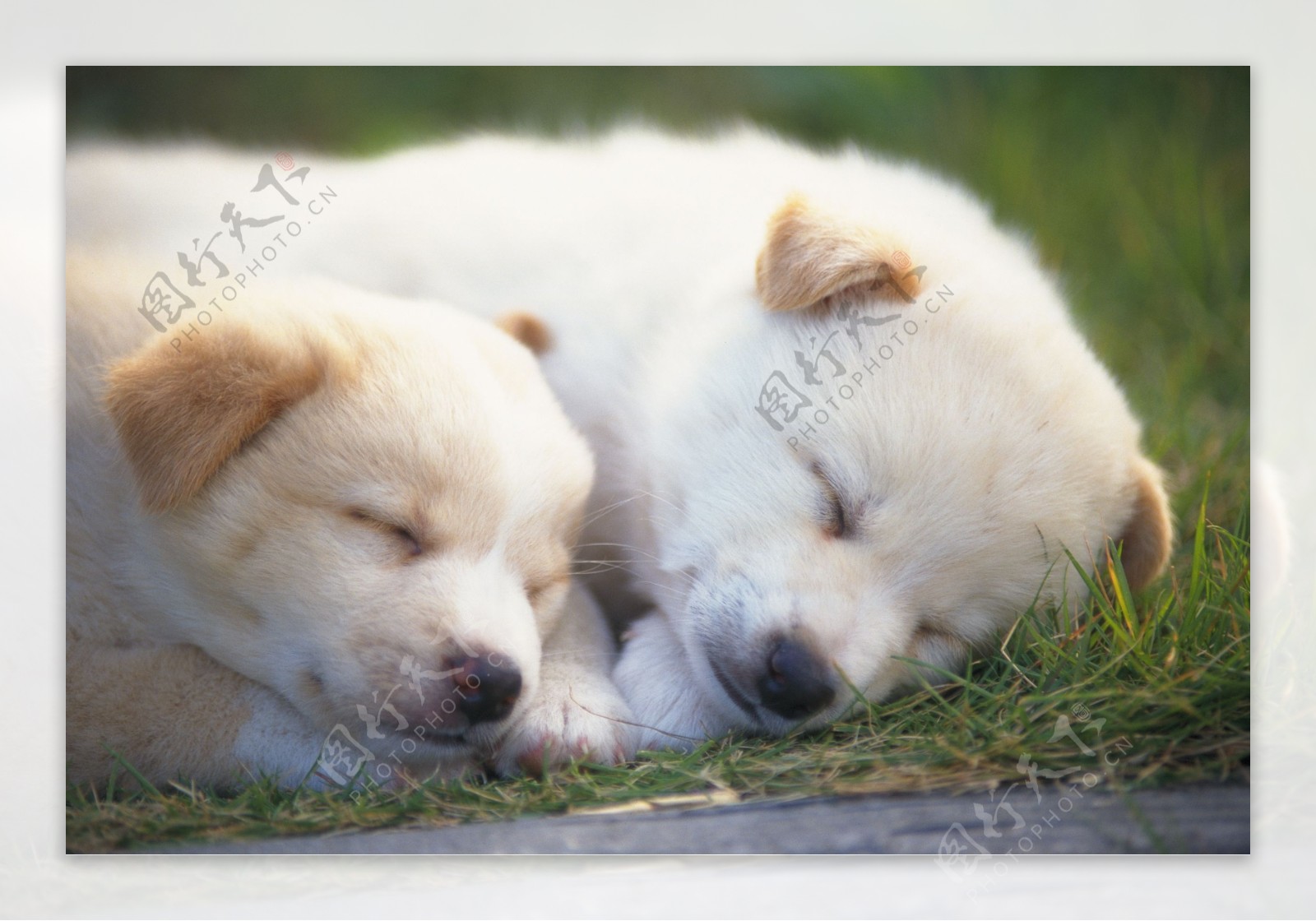 宠物狗睡觉图片素材-编号10056706-图行天下