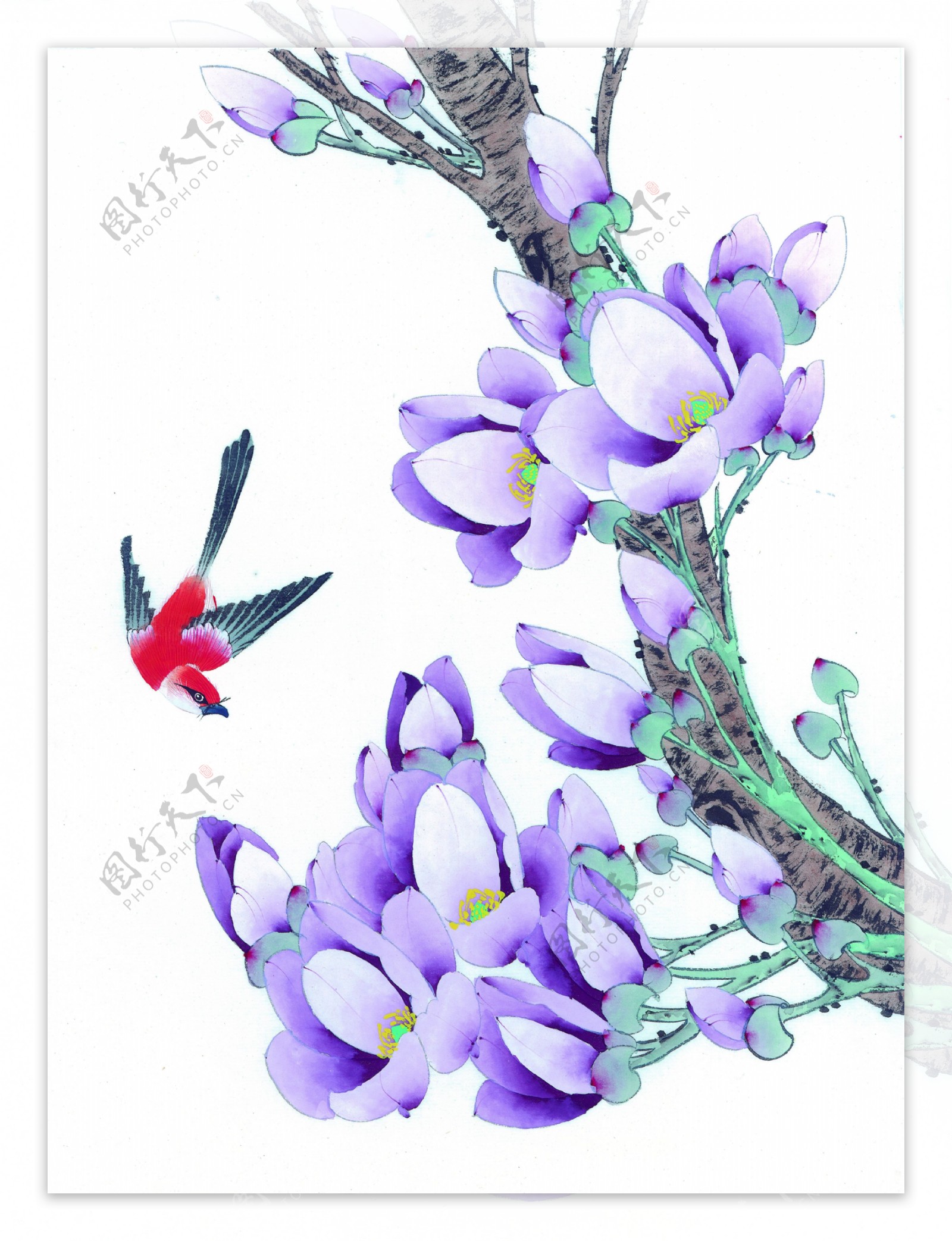 紫色花卉与鸟图片