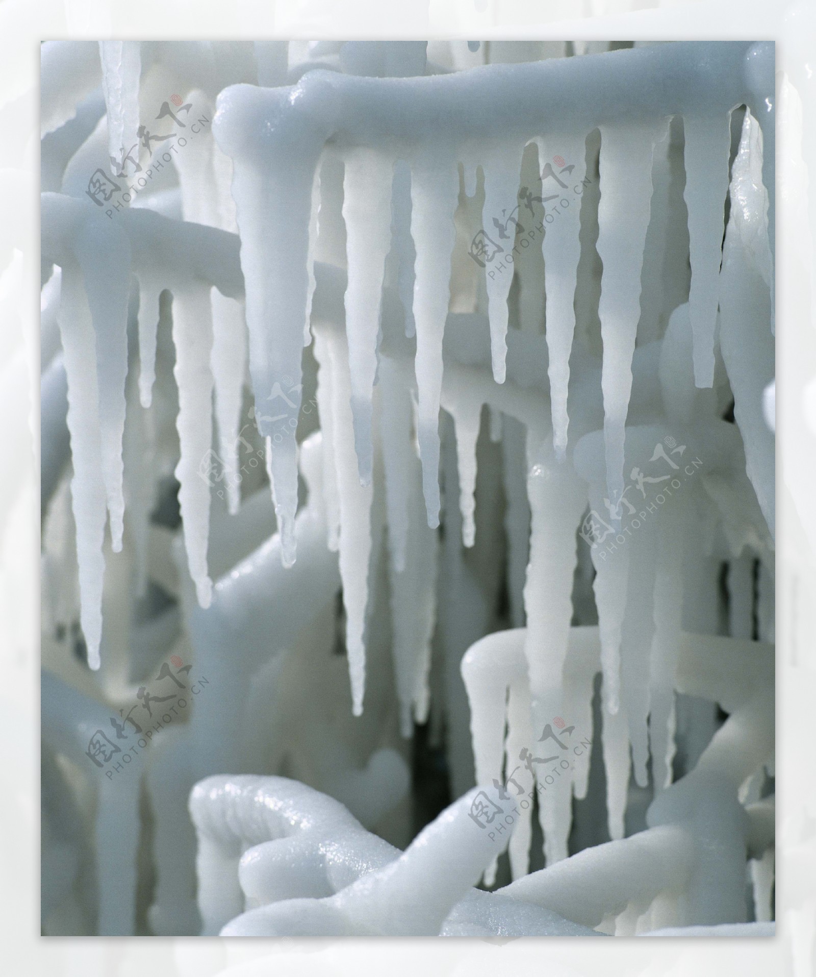 冬季树枝上的冰冻特写图片