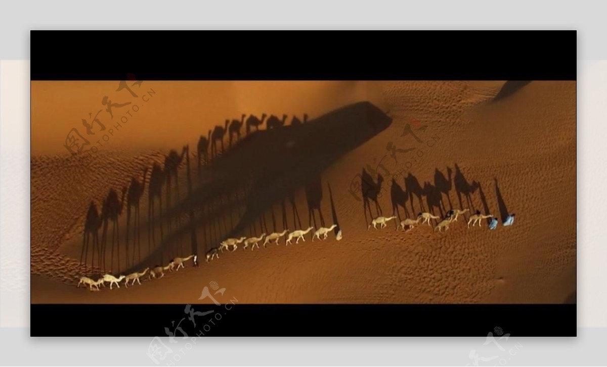 维美女与骆驼视频素材