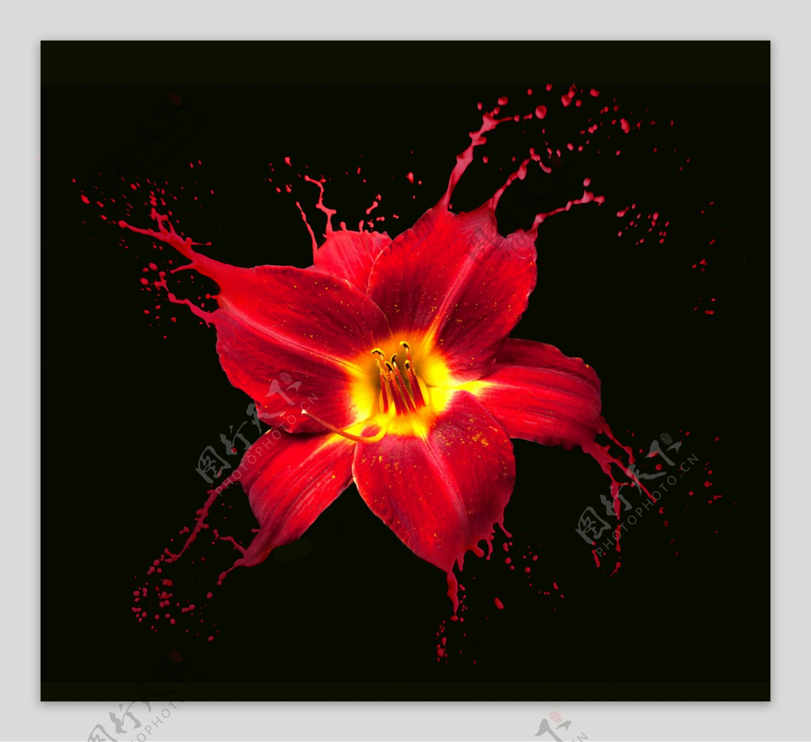 红色花朵与动感喷溅图片