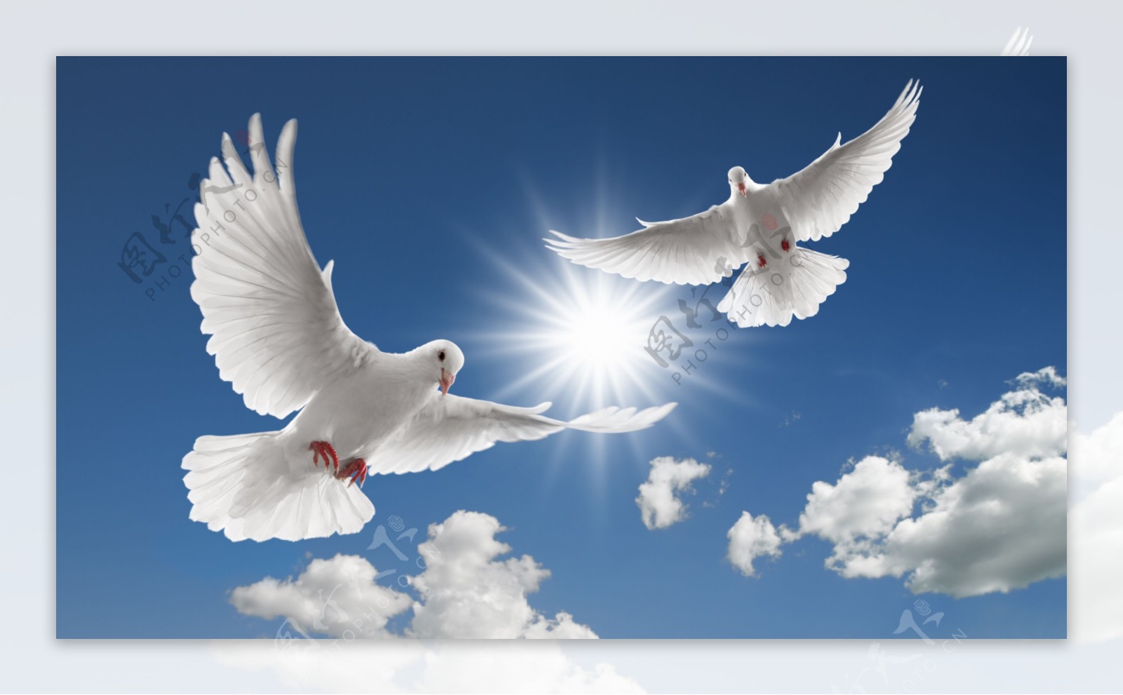 蓝天中飞翔的白鸽图片