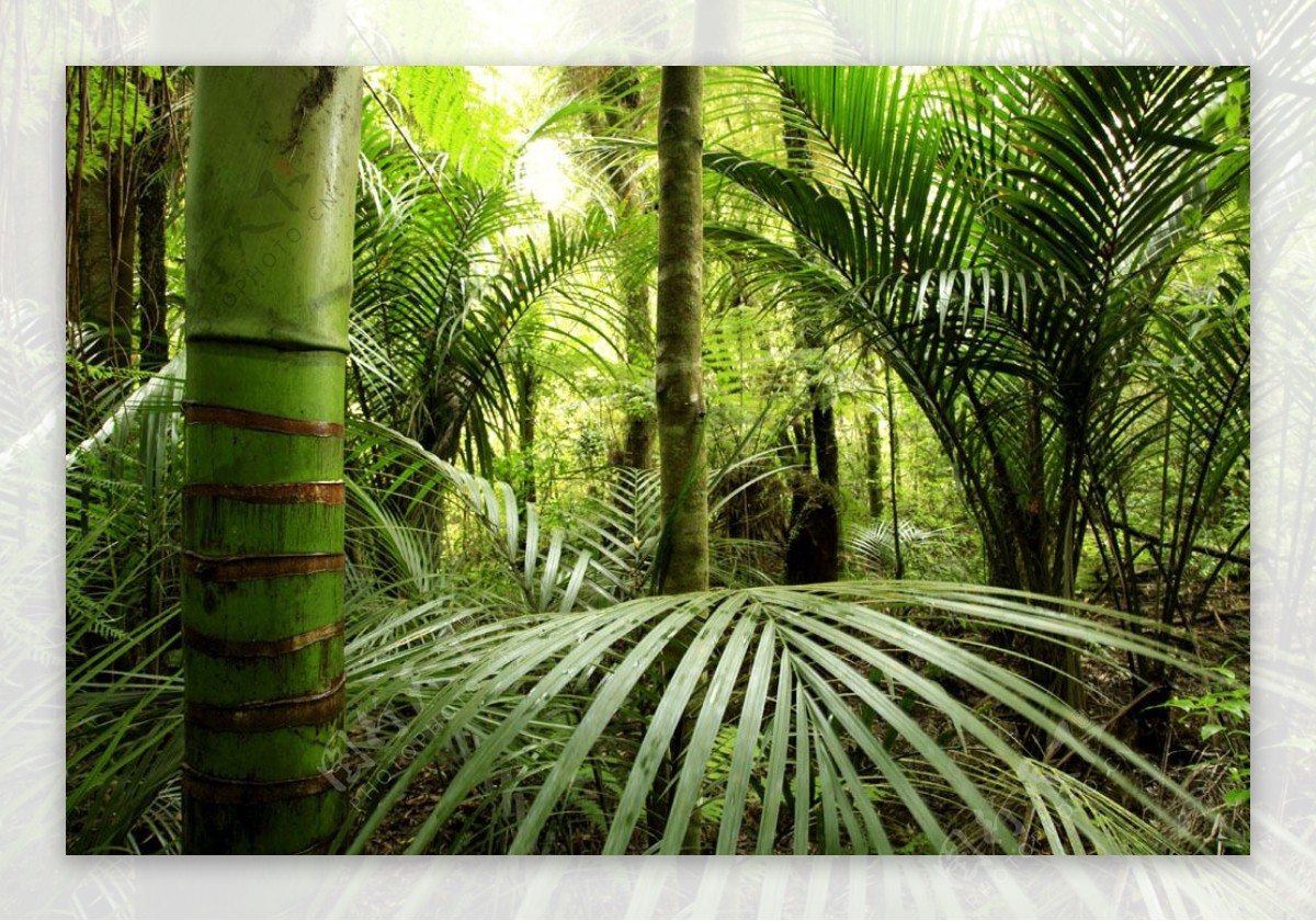 热带丛林与棕树林图片