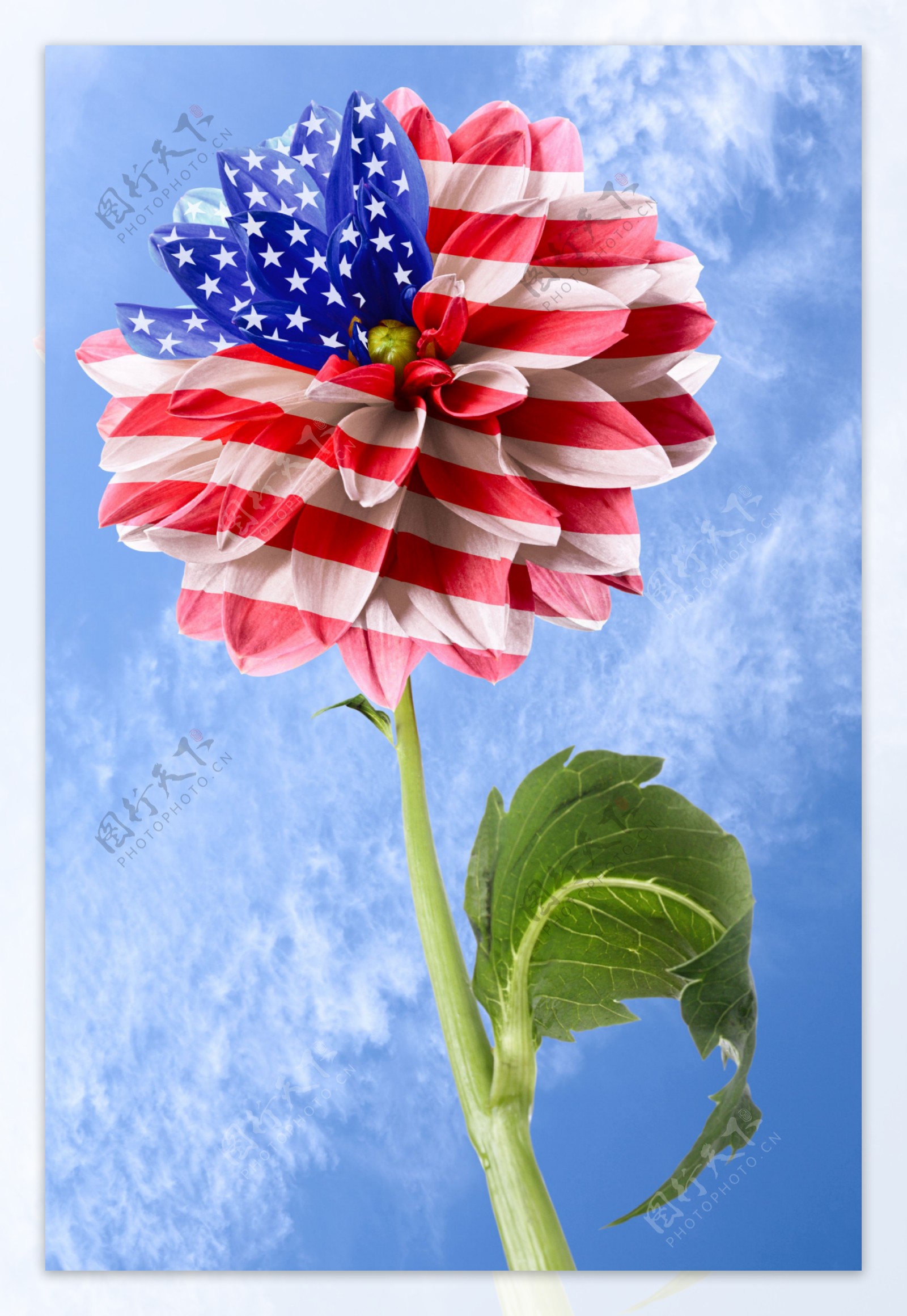 美国国旗图案的花朵图片