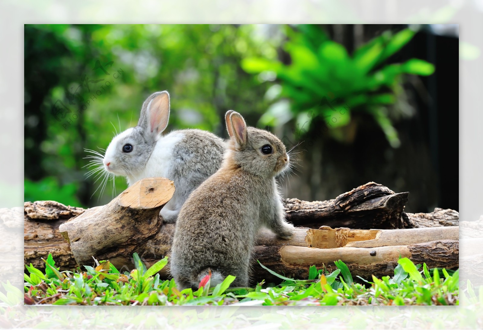 两只小兔子图片