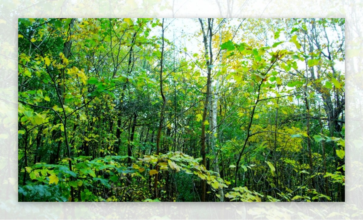 茂盛树木自然景象镜头高清视频实拍