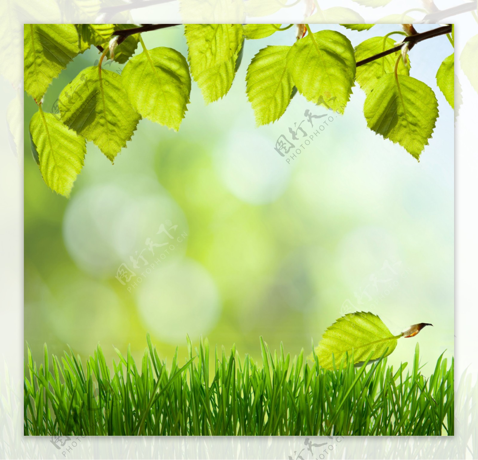 植物绿色背景图片