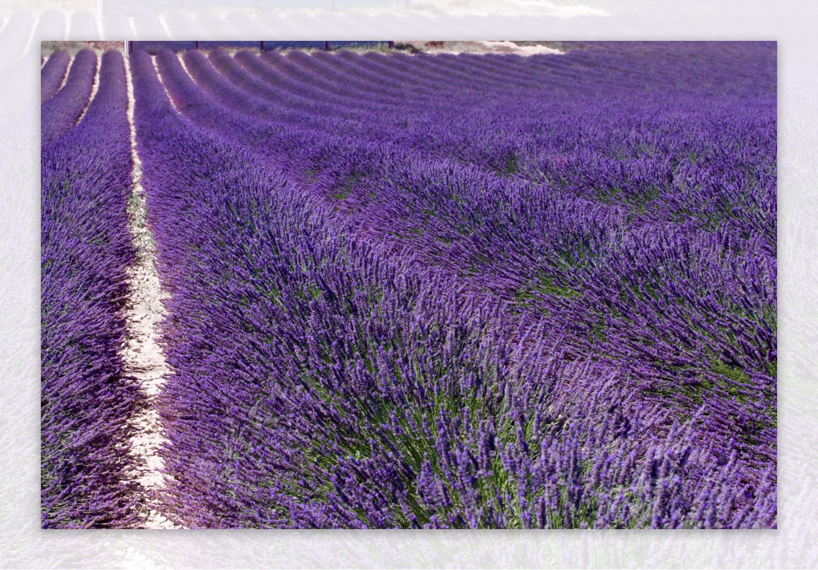 蓝紫色的薰衣草海洋图片图片