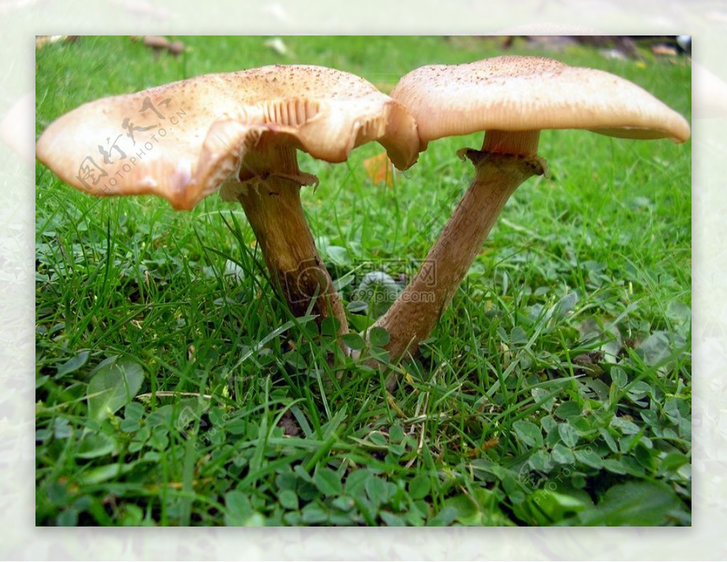 菜地上的蘑菇