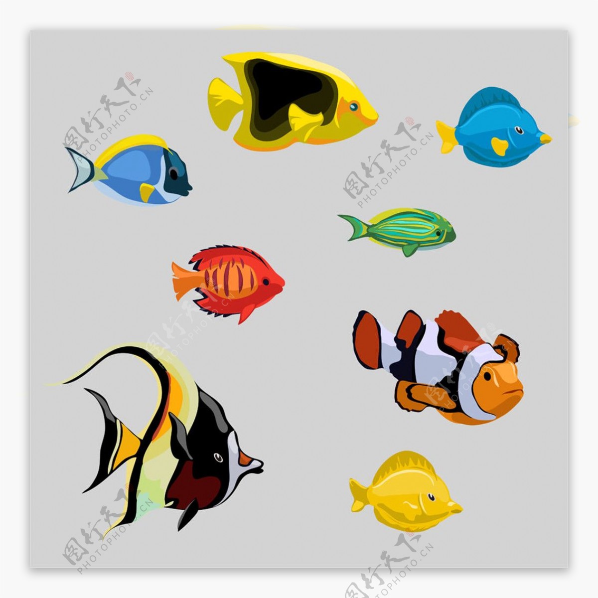 彩色热带鱼图片
