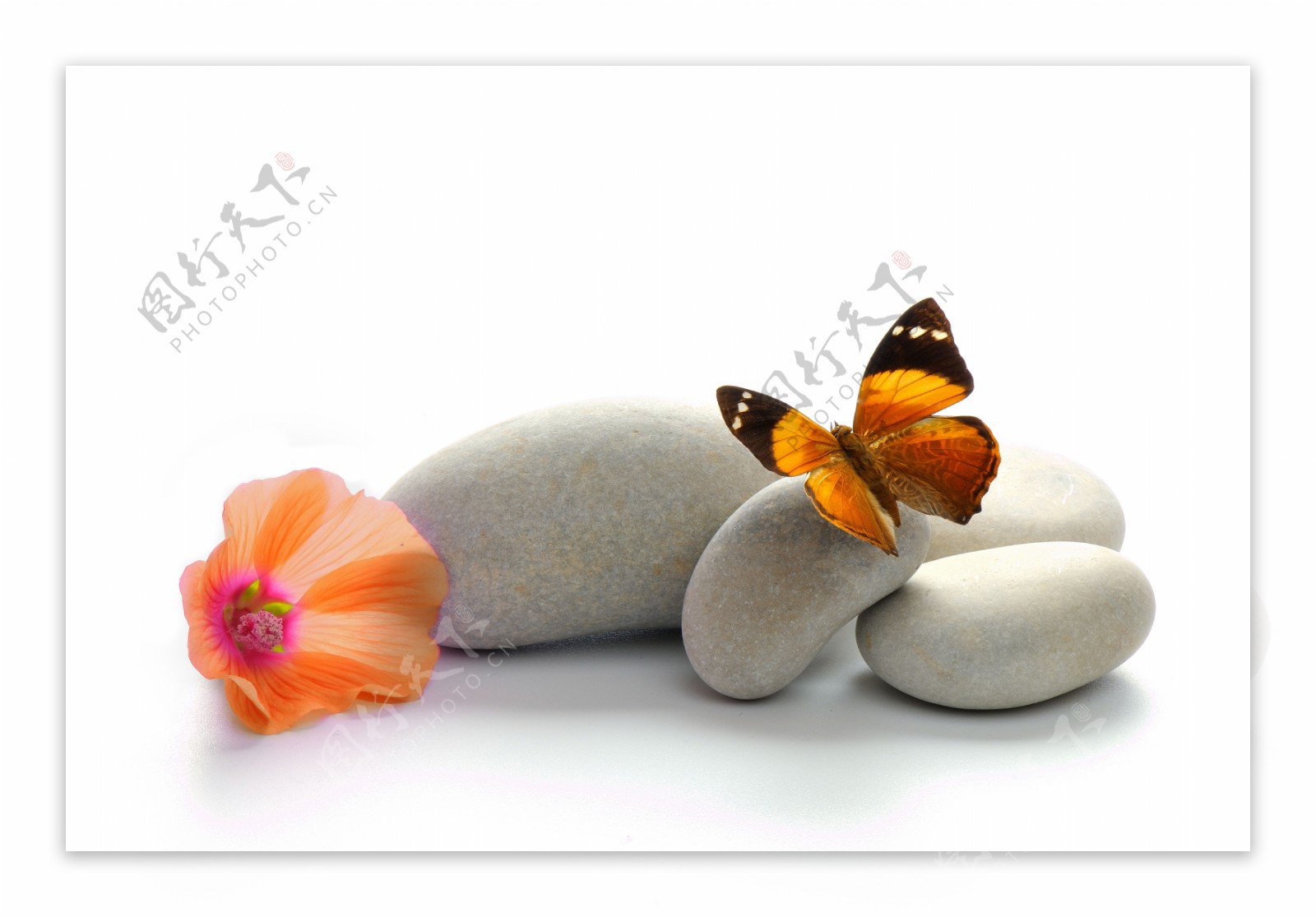 飞在石头上的蝴蝶图片