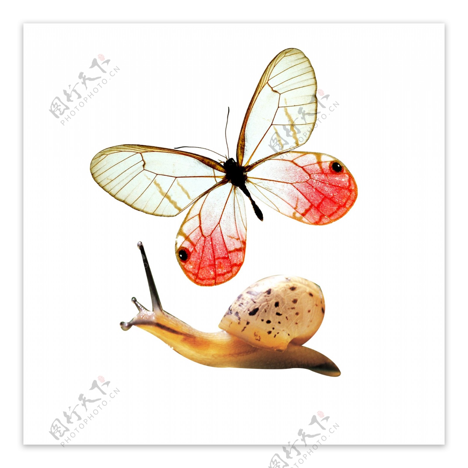 蝴蝶与蜗牛素材