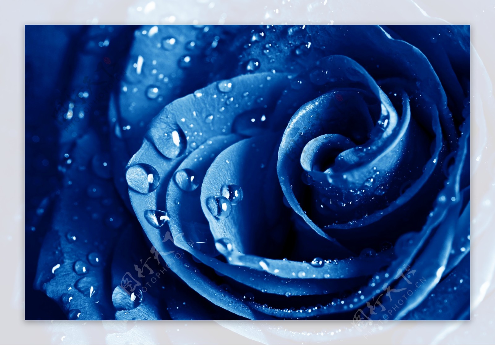 蓝玫瑰上的水珠图片
