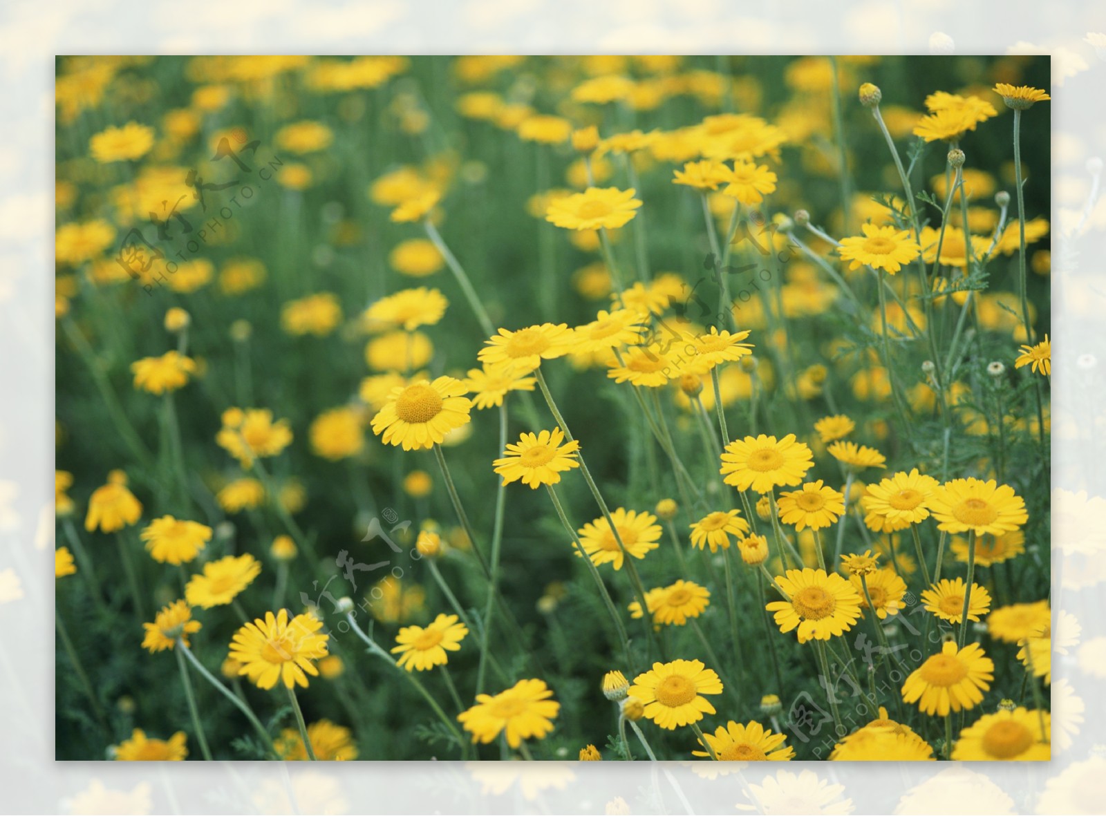 黄色盛开的野花图片