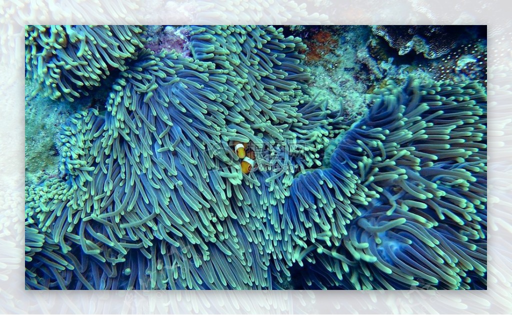 水珊瑚水下清澈的水小丑鱼软珊瑚礁石