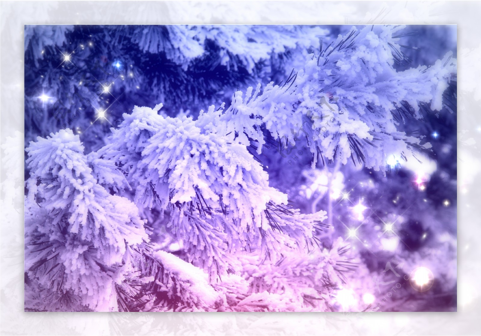 树枝上的积雪图片