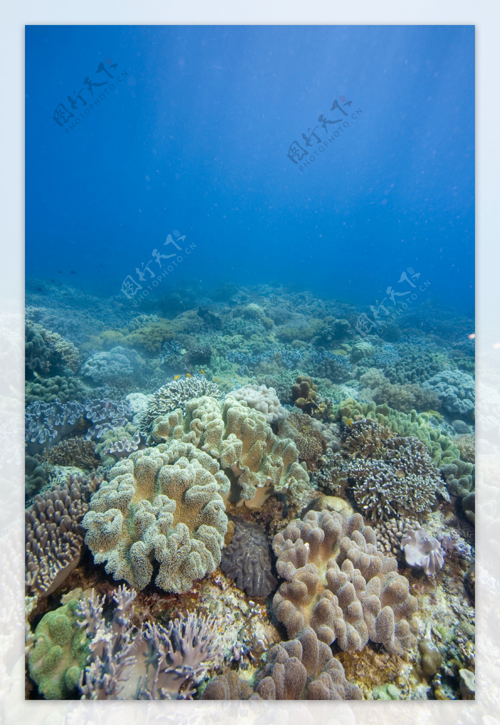 大片的珊瑚礁图片
