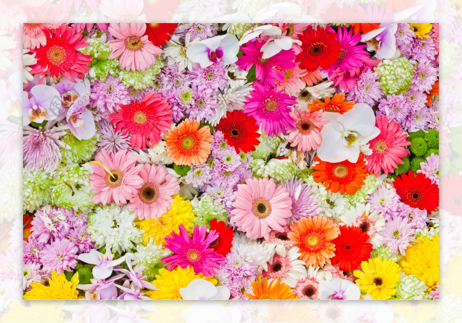 彩色鲜花背景图片