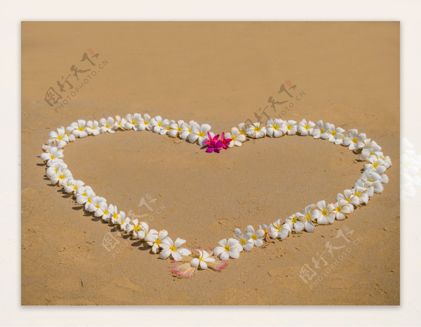 沙滩上的白色花朵图片