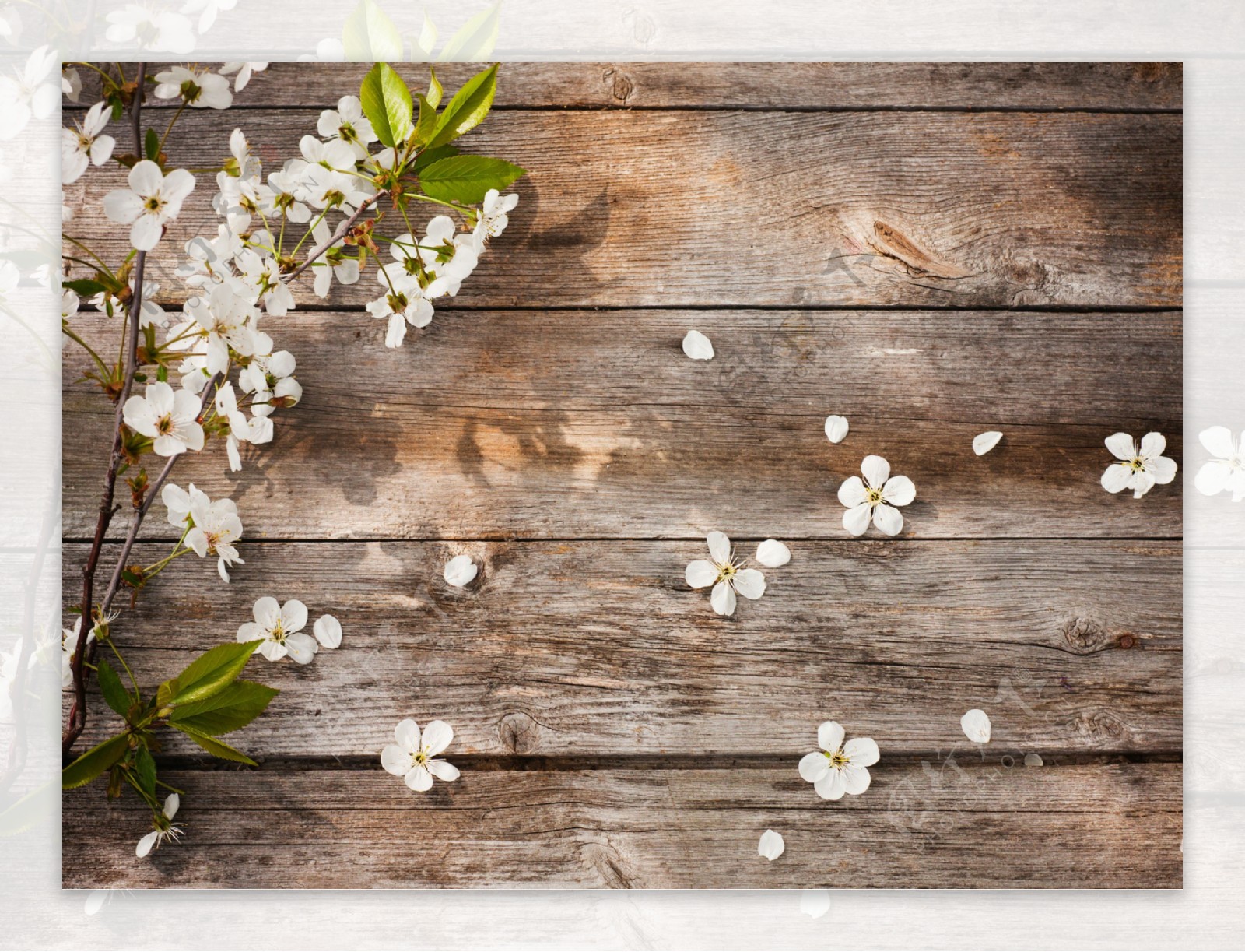 木板上的白花朵图片