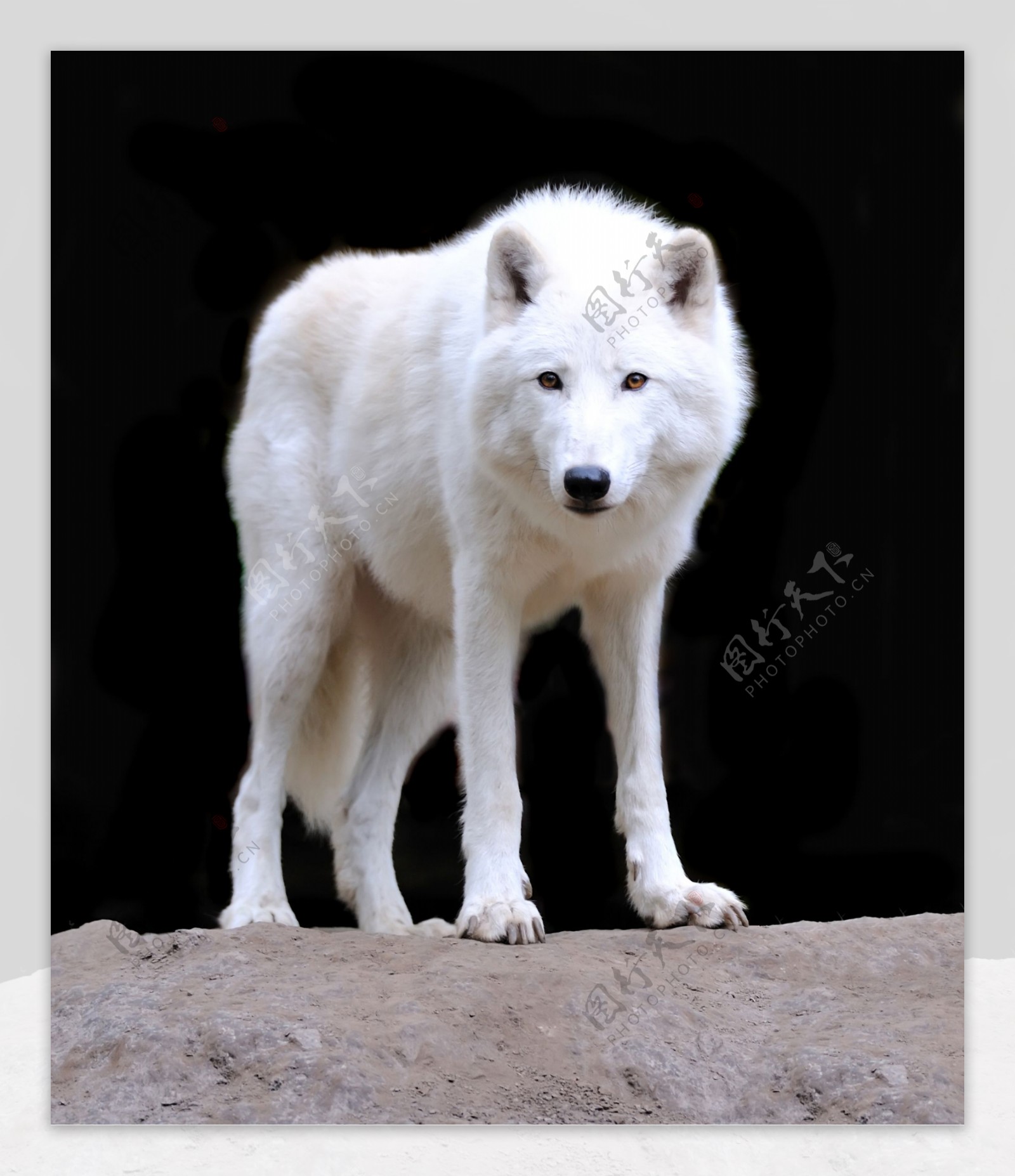 一匹白狼图片