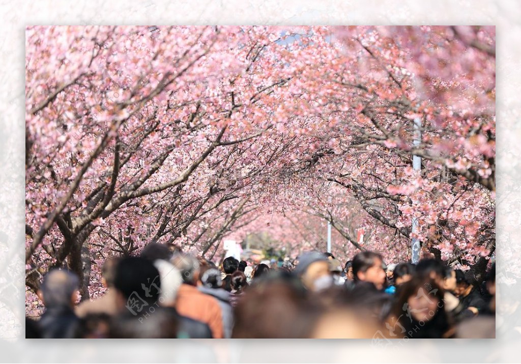 皇冠人包围樱花树在白天