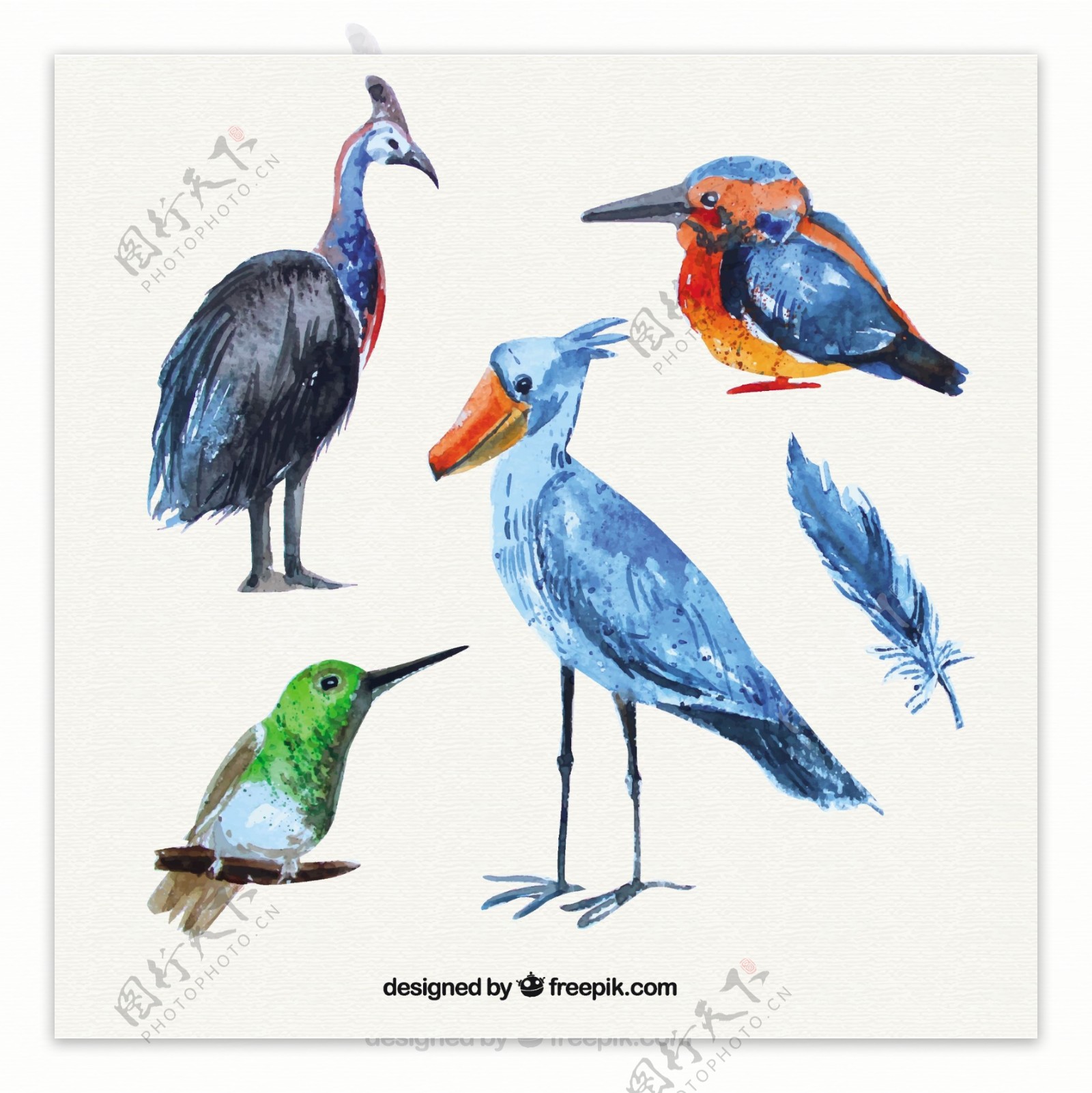水彩画野生鸟类收藏