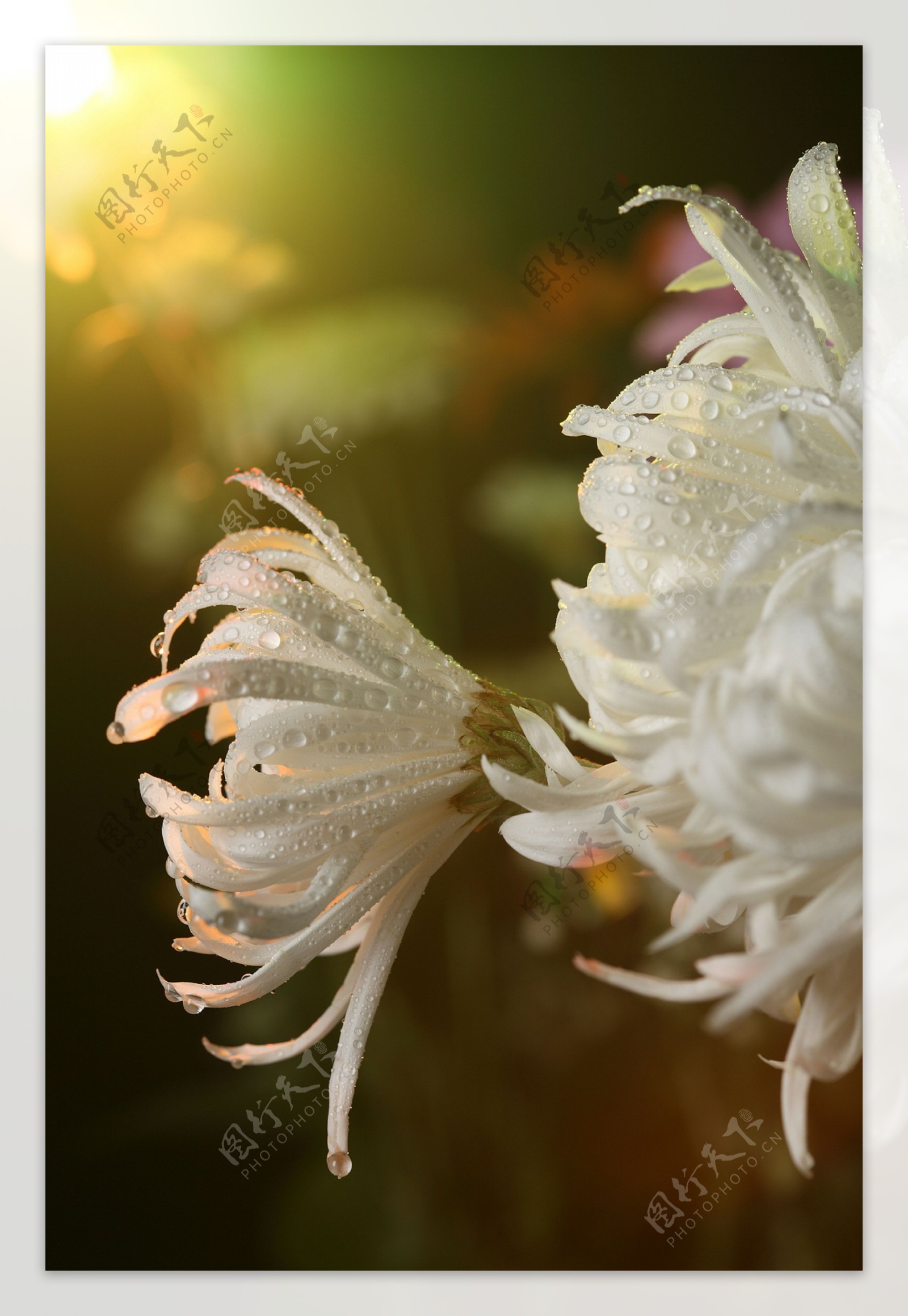 带水珠的白色菊花图片